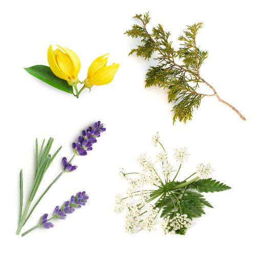 doTerra Serenity™ stift + Orvosi macskagyökér