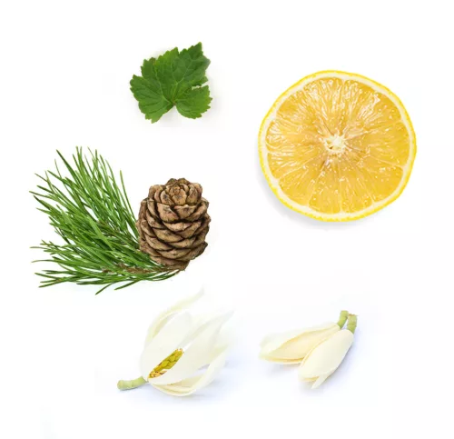 doTerra Shinrin-Yoku™ Touch Erdőfürdőzés keverék 10 ml