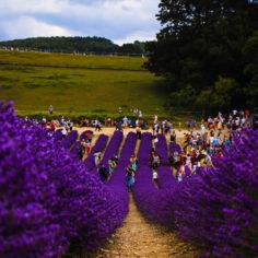 dōTERRA alappillérek